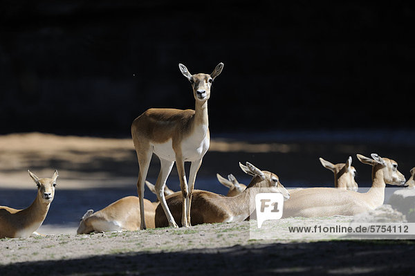 Gruppe von Hirschziegenantilopen (Antilope cervicapra)