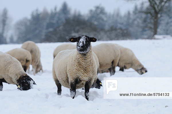 Schafherde steht im Schnee