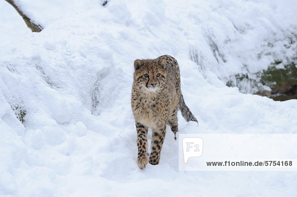 Junger Gepard (Acinonyx jubatus) im Schnee