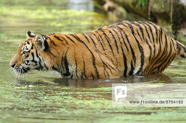 Sibirischer Tiger (Panthera tigris altaica) im Wasser