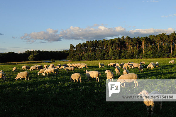 Schafherde grast auf einer Weide