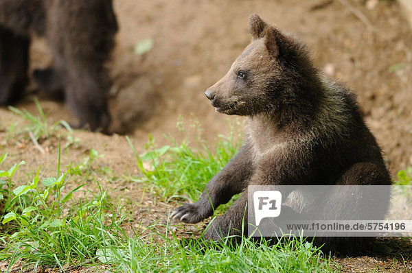 Junger sitzender Braunbär (Ursus arctos)