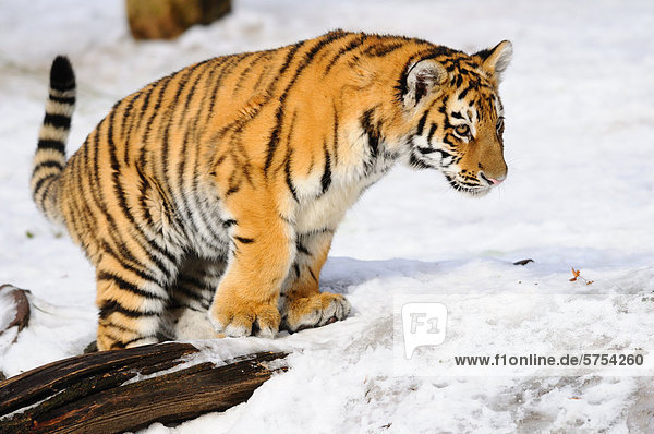 Junger Sibirischer Tiger (Panthera tigris altaica) steht im Schnee