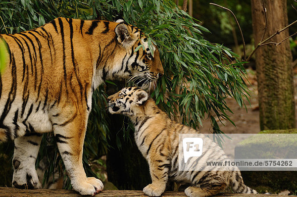 Junger Sibirischer Tiger (Panthera tigris altaica) mit Muttertier