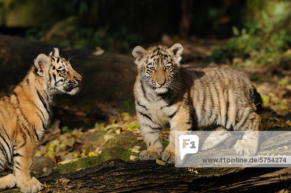 Zwei junge Sibirische Tiger (Panthera tigris altaica)