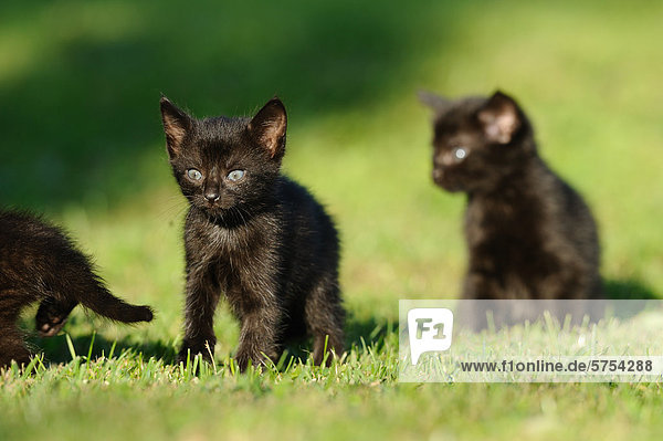 Drei junge Katzen im Gras