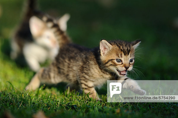 Junge Katze spielt im Gras