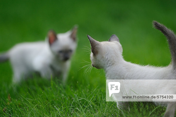 Zwei junge Siamkatzen sehen sich an