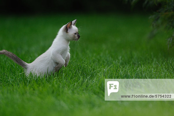 Junge Siamkatze im Gras