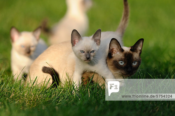 Junge Siamkatzen im Gras