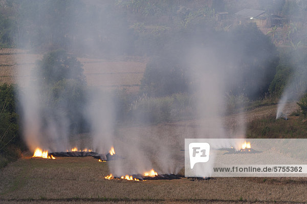Brennende abgeerntete Reisfelder  Nordthailand  Thailand  Asien