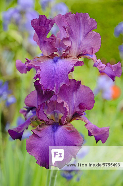 Hohe Bart-Iris (Iris barbata elatior Hybride)  violette Blüten  in Rabattengarten