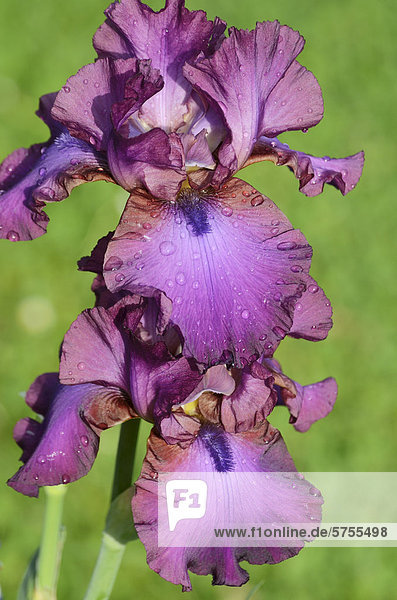 Hohe Bart-Iris (Iris barbata elatior Hybride)  Wassertropfen auf violetter Blüte
