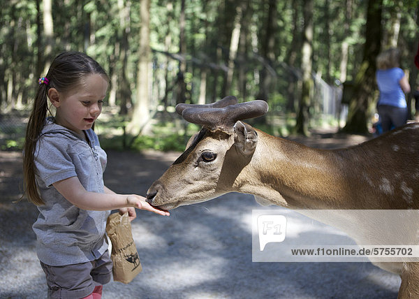 Dreijähriges Mädchen füttert mit der Hand Damwild im Wald  Wildpark Poing  Bayern  Deutschland  Europa
