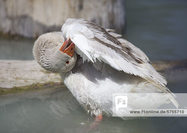 Eine Gans (Anser anser domesticus) putzt sich am Flügel im Wasser  Wildpark Poing  Bayern  Deutschland  Europa