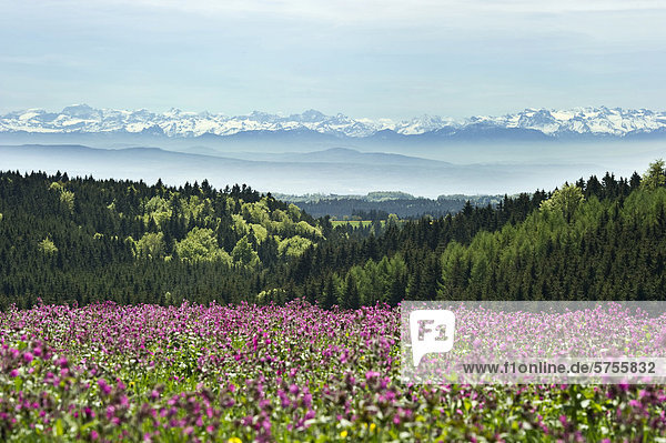 Blumenwiese und Schweizer Alpen  bei Höchenschwand  Schwarzwald  Baden-Württemberg  Deutschland  Europa
