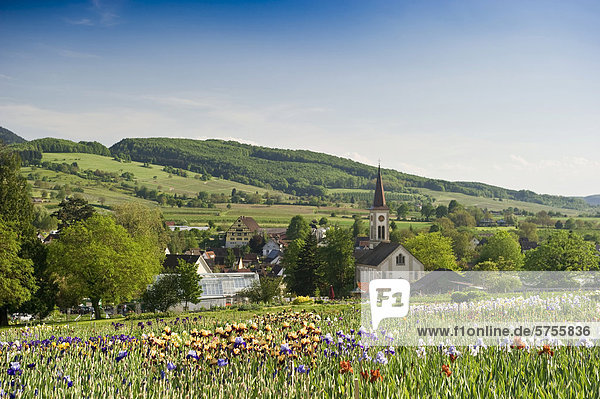 Blühende Irisfelder  Laufen  bei Müllheim  Markgräflerland  Schwarzwald  Baden-Württemberg  Deutschland  Europa
