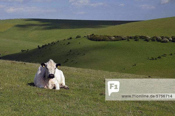 White cattle on a pasture South Downs near Lewes Sussex England United Kingdom Europe