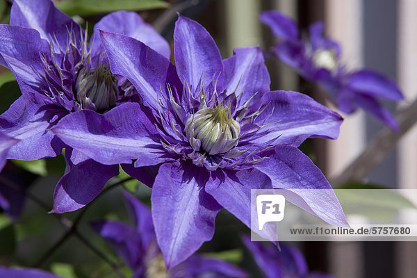 Violette Clematisblüte  Waldrebe  auch Klematis (Clematis)
