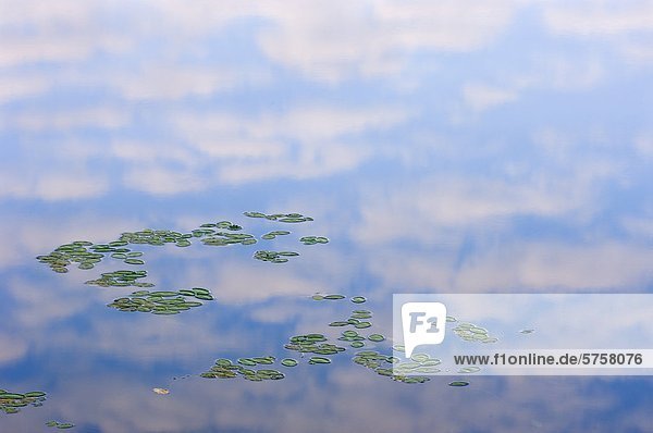 Morgen Wolken spiegeln sich in der Bucht von Bass Lake  mit Lily Pads  Ontario  Kanada.