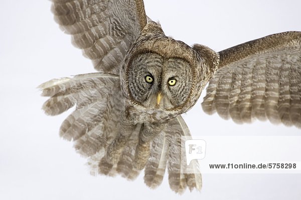 Great Gray Owl in flight,  Ontario,  Canada.