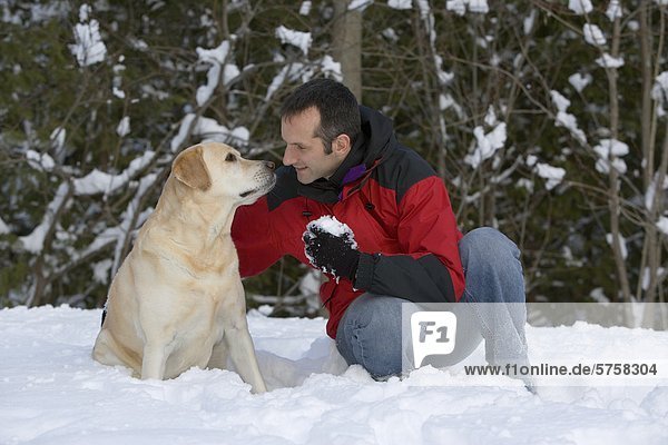 A young man plans with his golden labrador dog in snow during winter  on the Bruce Peninsula  Ontario  Canada.