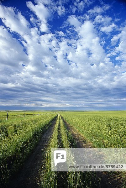 Road-Feld der Hauben-Weizen Futter Ernte  in der Nähe von Ponteix  Saskatchewan  Kanada.