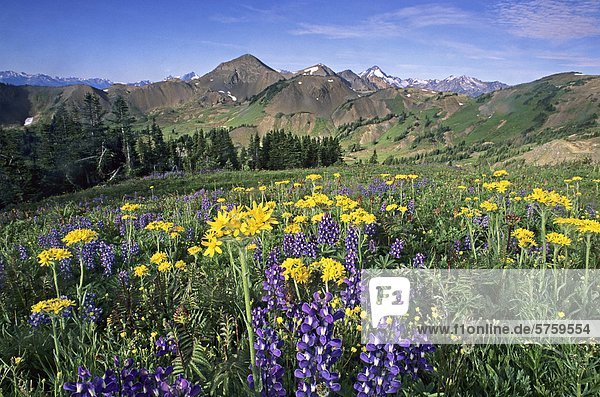 Lupine und Senecio Blumen  South Chilcotin Provincial Park  British Columbia  Kanada.