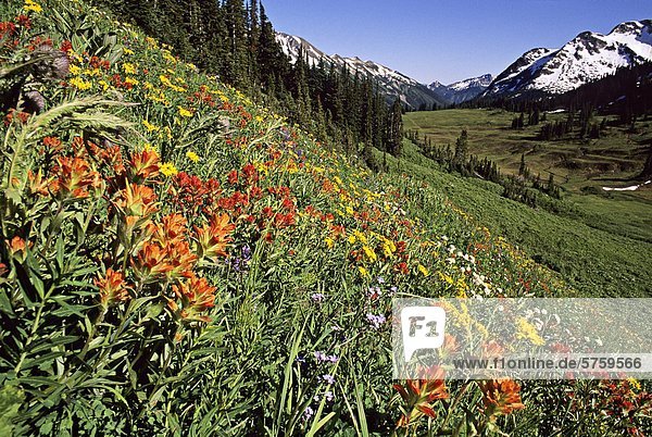Wildblumen Wiese  McGillivray Pass  Küste Ural British Columbia  Kanada.