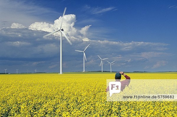 a farmer views wind turbines from a blooming canola field  St. Leon  Manitoba  Canada.