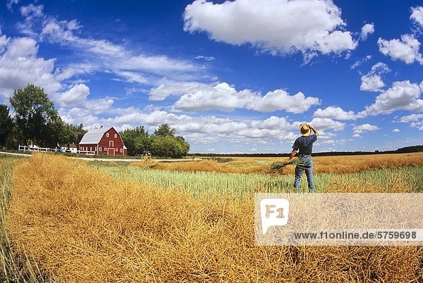 a farmer looks out over his swathed  harvest ready canola crop  Grande Pointe  Manitoba  Canada.