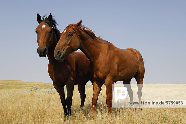 Zwei Pferde auf das offene Grasland der Prärie - südliche Saskatchewan  Kanada.