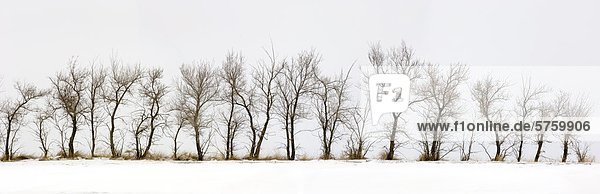 Winter Baum nackt Saskatchewan Kanada Linie