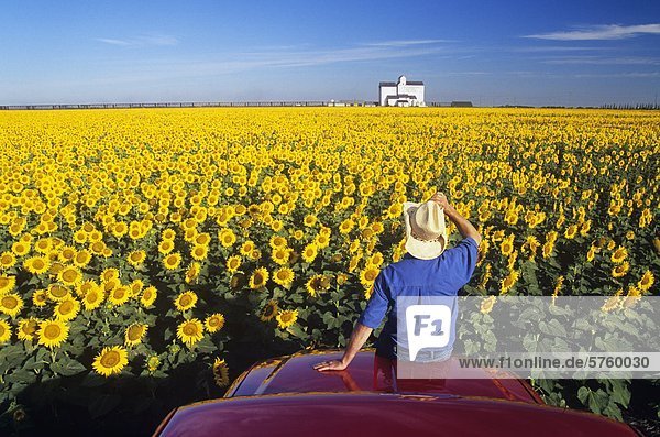 Man sitzt auf der Motorhaube eines LKW im Sonnenblumenfeld mit Grain Elevator in Ferne  St. Agathe  Manitoba  Kanada.