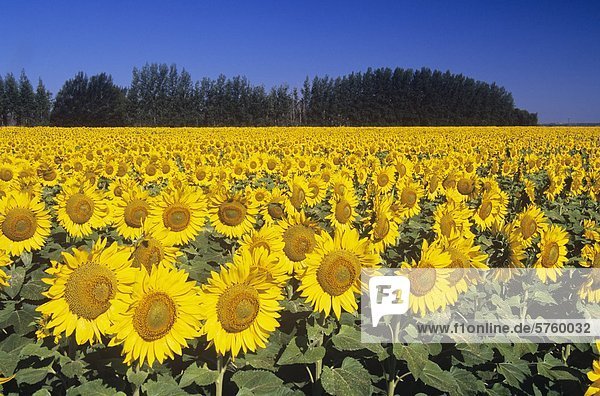 Sonnenblumenfeld nahe Oakbank  Manitoba  Kanada.