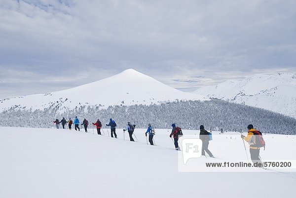 Single File line of cross country skiiers with Chic-Choc Mountains in background  Quebec  Canada.