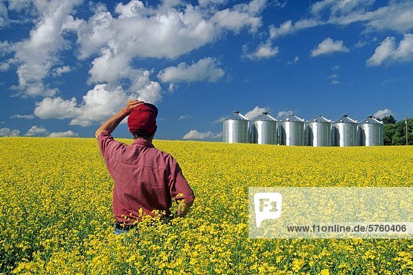 ein Mann mit Blick auf den blühenden Raps Feld mit Getreide bins(silos) im Hintergrund  in der Nähe von Somerset  Manitoba  Kanada