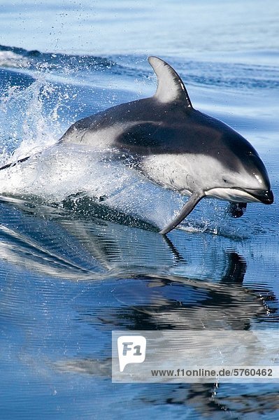 Pazifische weiß-seitig Delphin springend in Luft und im Wasser  Port McNeill  British Columbia  Kanada