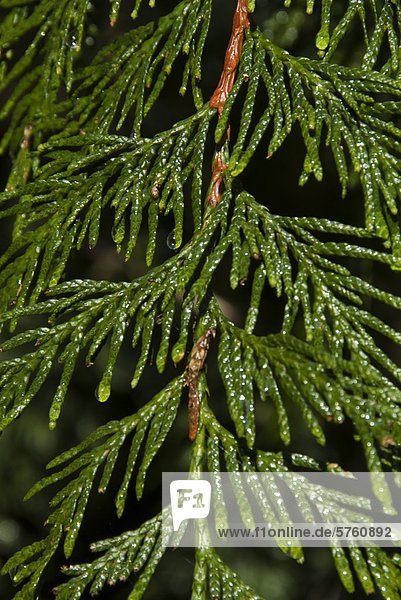 Zweiges der westliche Rotzeder-Lebensbaum (Thuja Plicata) die wachsen können  werden mehr als tausend Jahre alt auf Vancouver Island  British Columbia  Kanada