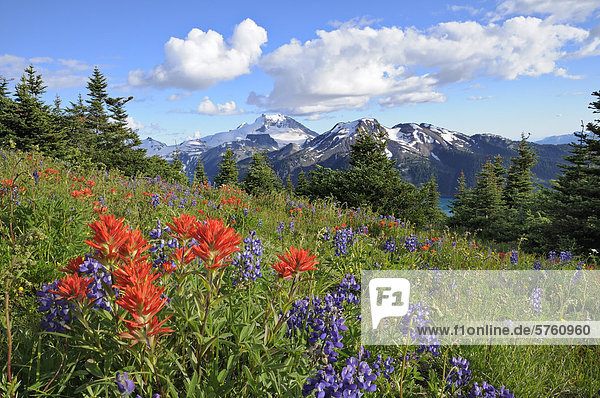 Bereich der Wildblumen  Garibaldi Provincial Park  British Columbia  Kanada
