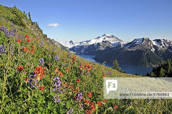Wildflowers on hillside  Garibaldi Provincial Park  British Columbia  Canada
