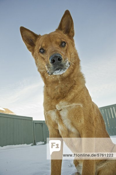 Porträt von Mischling Hund im freien im winter