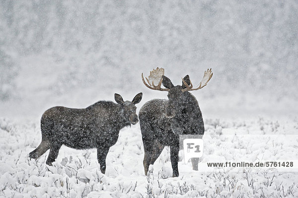 Stier und Kuh Elch (Alces Alces) in einem schweren Winter Schneesturm  West-Kanada