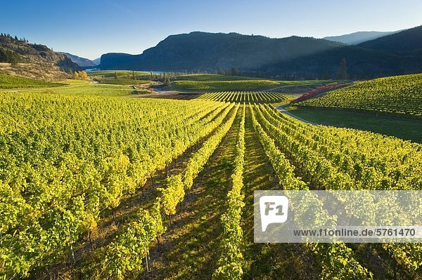 Blue Mountain Vineyard in Herbst  Okanagan Falls  Okanagan Valley  British Columbia  Kanada
