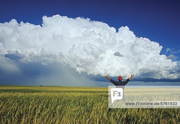 A farmer looks out over a barley field with a cumulonimbus cloud mass in the background near Bromhead  Saskatchewan  Canada