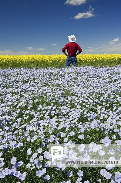 Farmer looks out over flowering flax field with canola in the background  Tiger Hills near Somerset  Manitoba  Canada