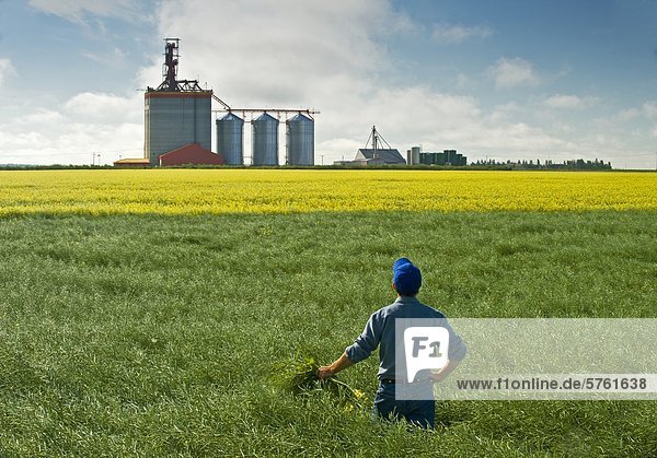 A farmer looks out over green and yellow blooming canola fields with an inland grain terminal in the background  near Brunkild  Manitoba  Canada