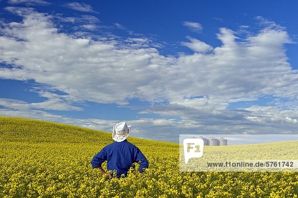 ein Mann mit Blick auf ein Feld der Blüte Bühne Raps mit Korn Lagerplätzen im Hintergrund  Tiger Hügel  Manitoba  Kanada