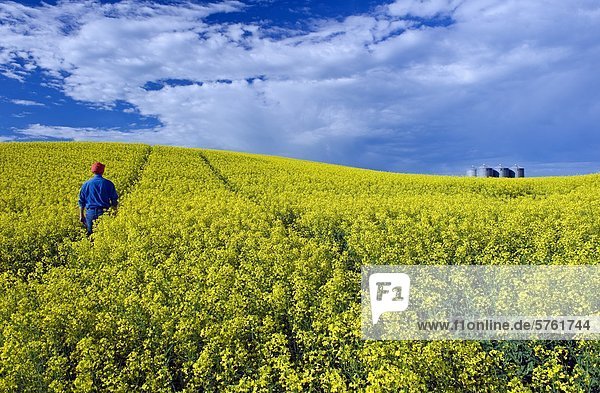 a man walks up an opening in a bloom stage conala field created by a high clearance sprayer. Grain bins and incoming storm clouds appear in the background  Tiger Hills  Manitoba  Canada