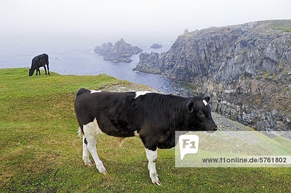 Cows graze in community pasture along the rugged Atlantic Ocean shoreline of Dungeon Provincial Park near Cape Bonavista  Bonavista Peninsula  Eastern Newfoundland  Newfoundland and Labrador  Canada.